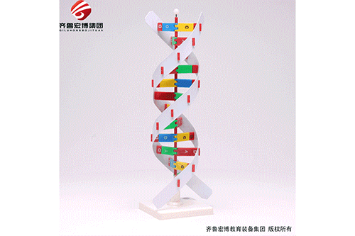 DNA结构模型