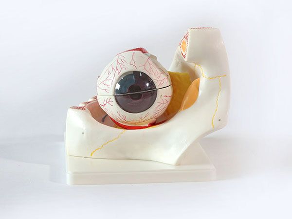 眼构造模型带眼眶