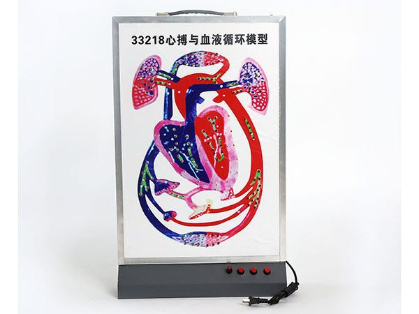 心搏与血液循环模型11