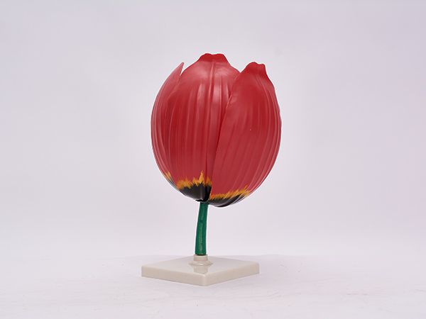 土豆花模型