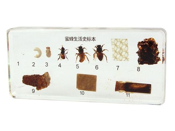 蜜蜂生活史标本1