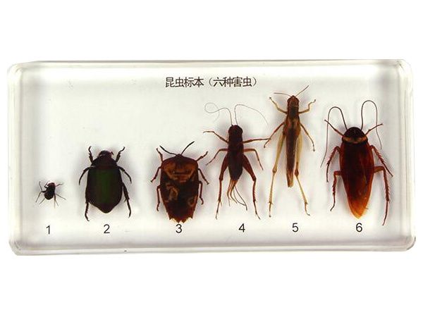 昆虫六种害虫标本