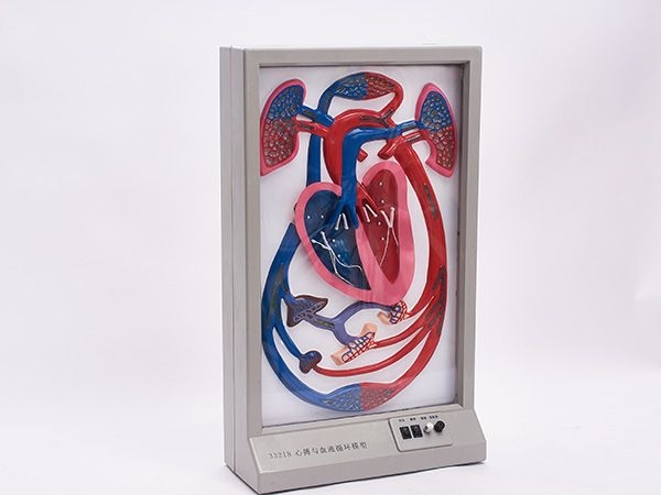心搏与血液循环模型
